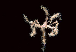 Underwater ballet by spidercrab. by Dray Van Beeck 